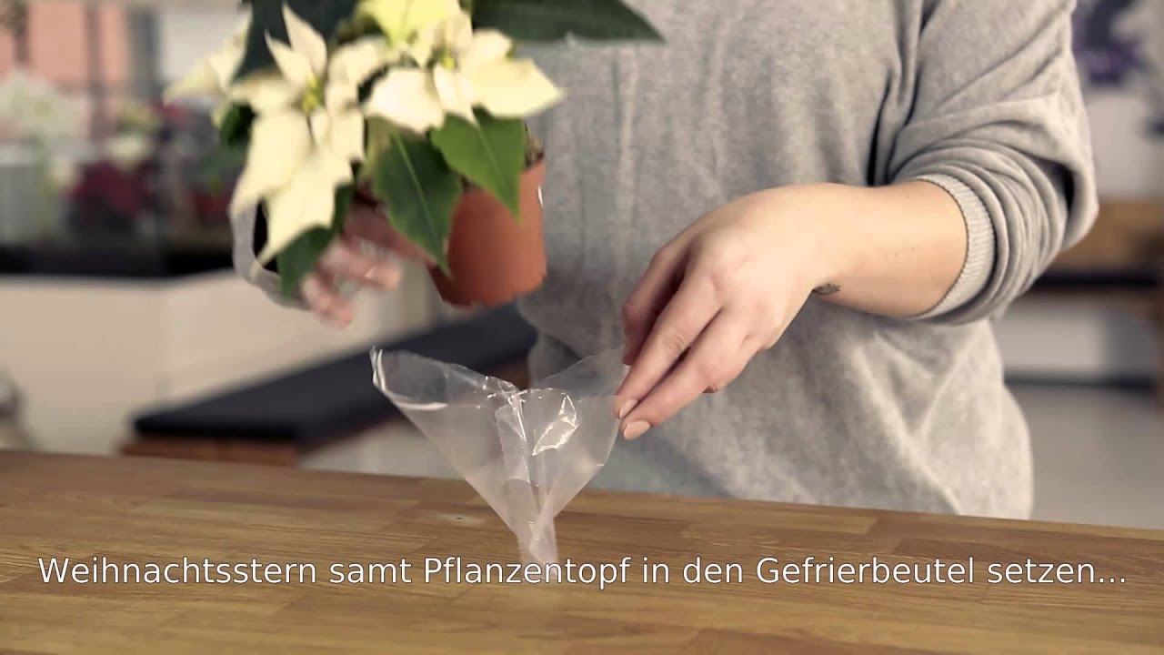 Dekorationsideen f&uuml;r zu Hause: Weihnachtsstern im Lampenschirm