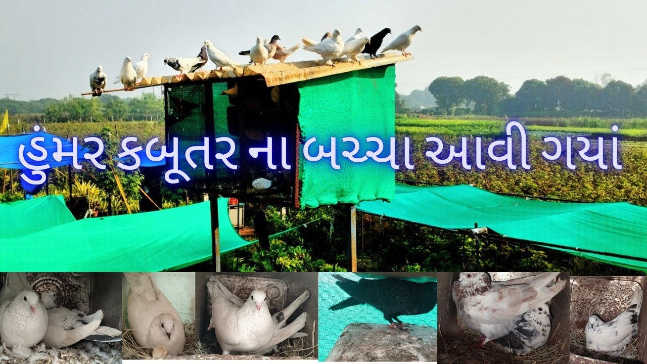 વાડી વાળા સેટઅપ માં હુંમર ના બચ્ચા આવી ગયાં હવે મજા આવશે 🕊️✅❤️🐣