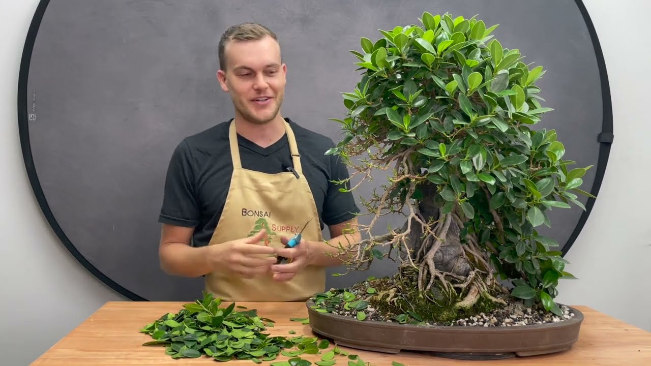 Root Over Statue 