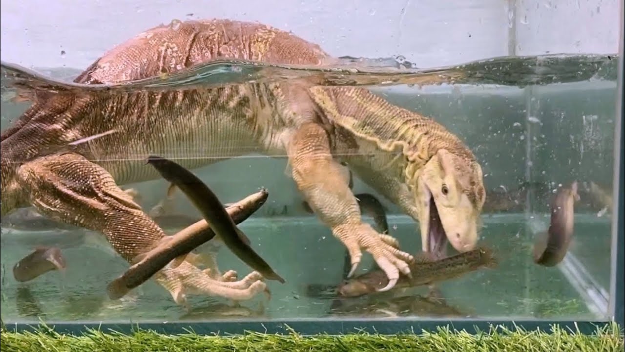 腹ペコのオオトカゲが泳ぐ水槽に大量のドジョウを投入