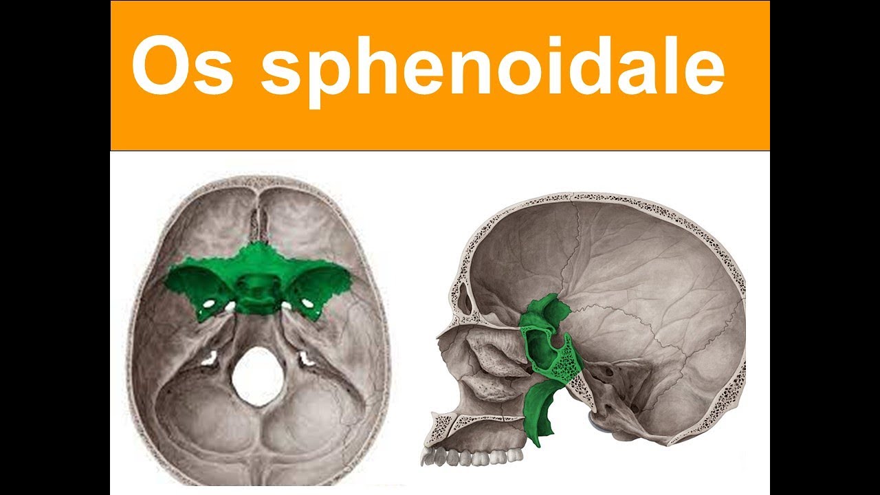 4. Os Sphenoidale YAYDAR