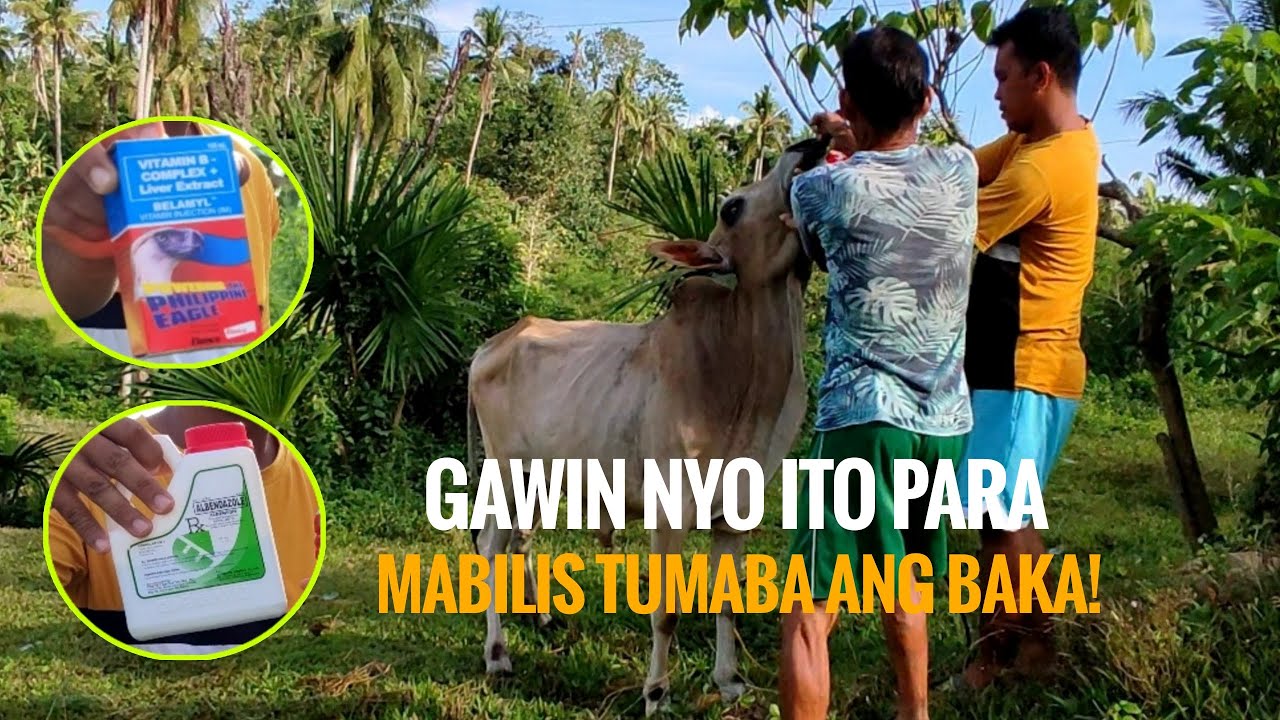 FAST AND EASY || PAGPURGA AT VITAMINS SA MGA BAKA || TAGALOG TUTORIAL