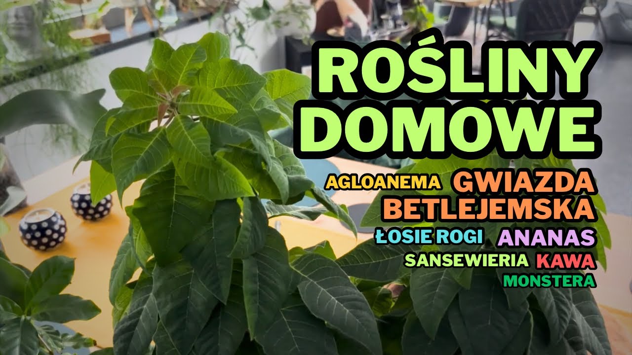 Przegląd moich roślin domowych