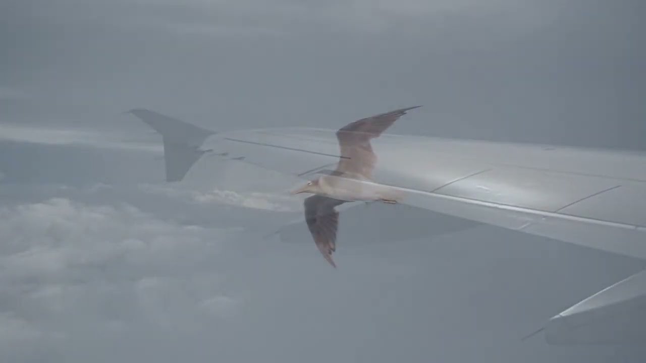 Quand un avion passe