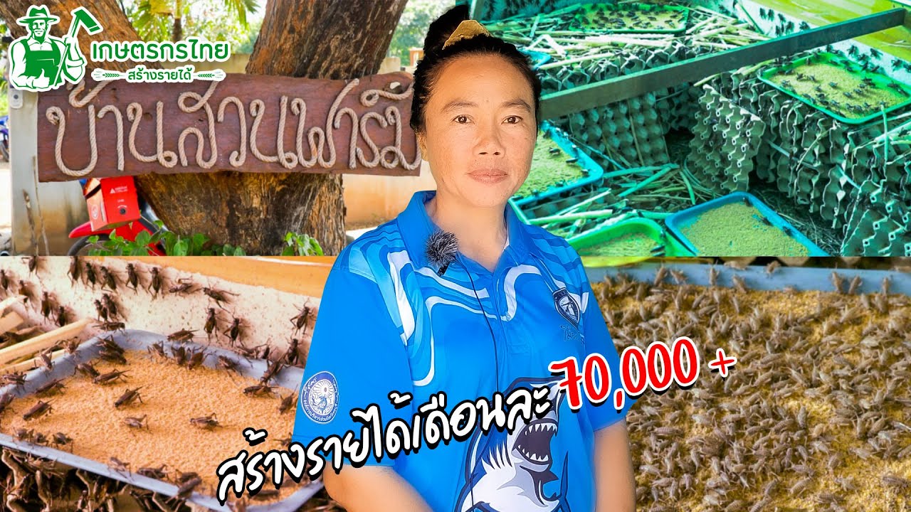 ชมสวนเกษตรกรไทย l EP 13 ตอน เลี้ยงจิ้งหรีดในบ่อปูนขาย เสริมรายได้กำไรงาม เดือนละ 70,000 บาท