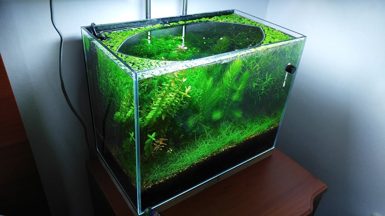 10 Months Update - (Melting Pot of Shrimps) NO filter, NO CO2, NO Ferts 5 Gallon Nano Tank