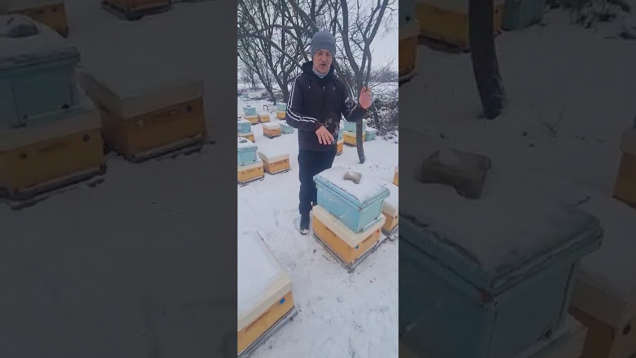 Приятель на нашій пасіці.