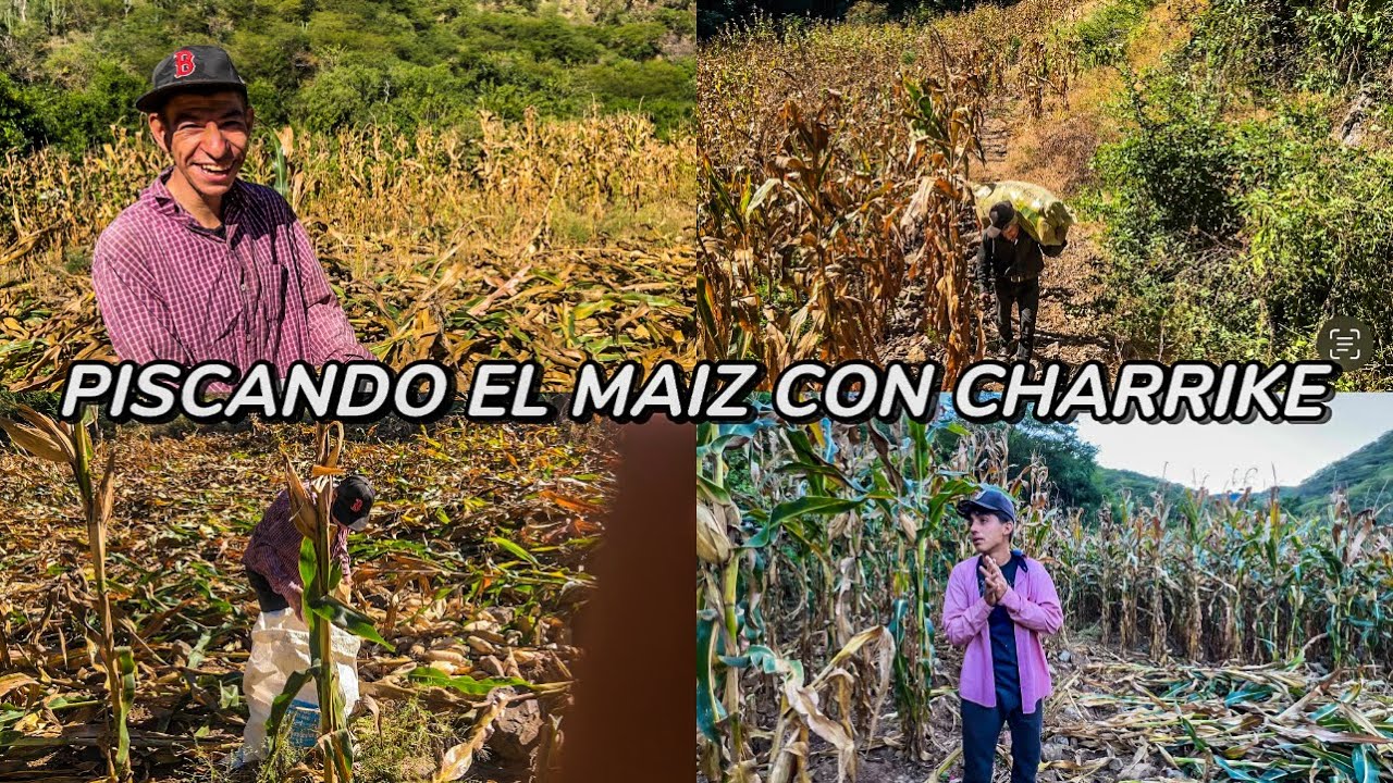 PISCANDO EL MAIZ CON CHARRIKE Y MAKARIO🫡