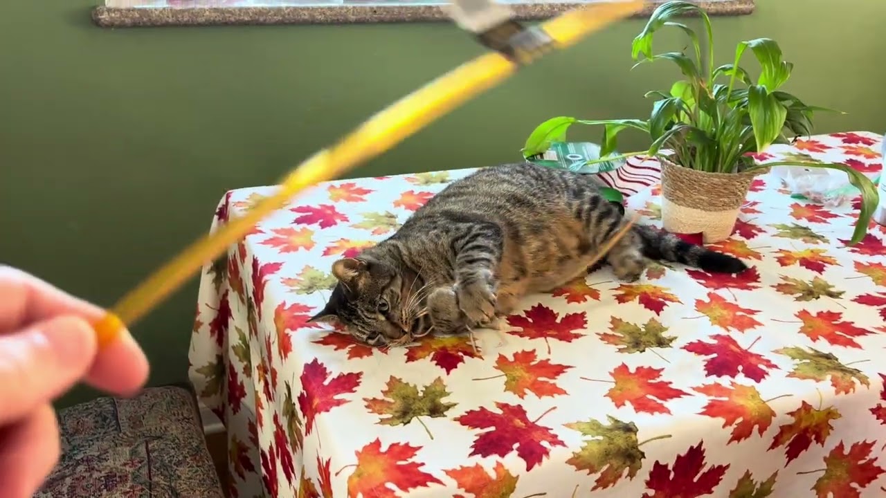 Playful Kitty Tele