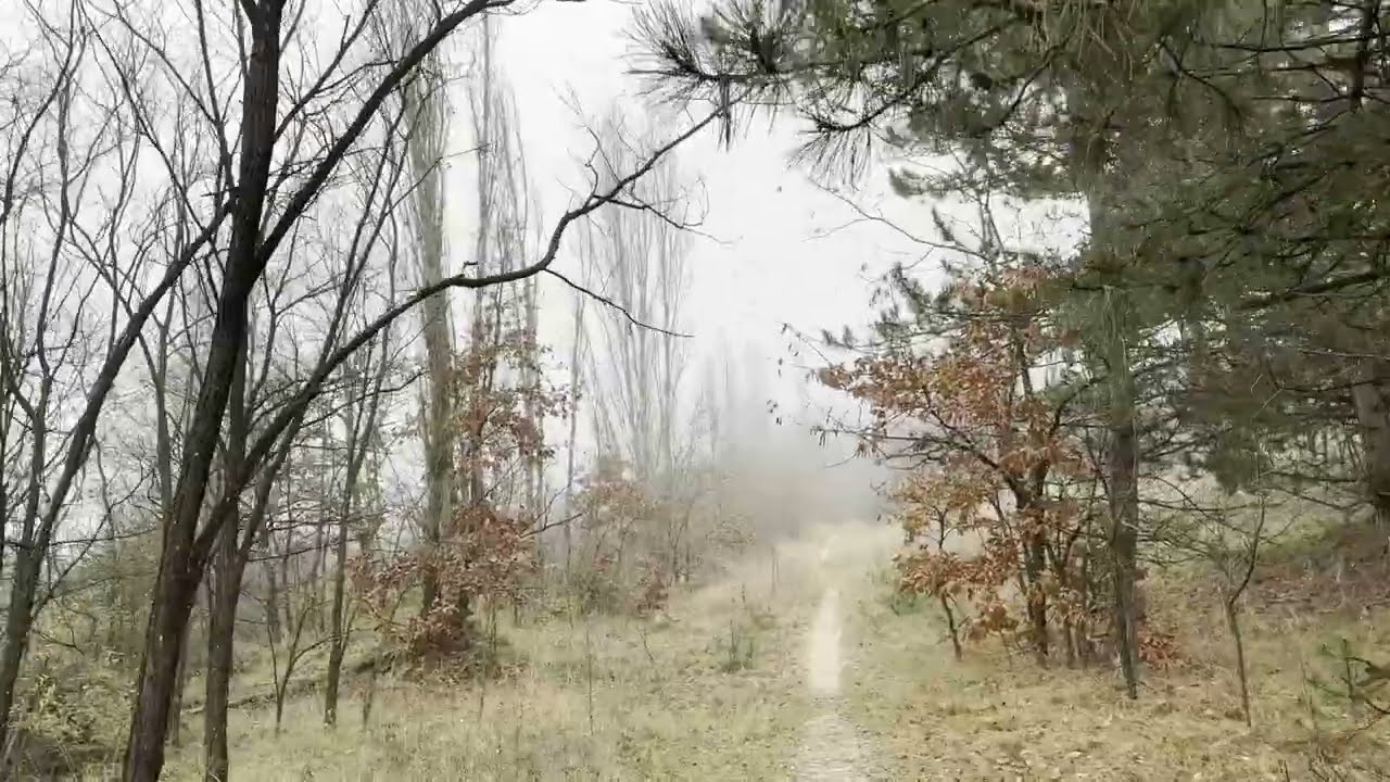 4K walk/hike with me in beautiful forests and mountains. Look for the deers! Relax piano - Autumn