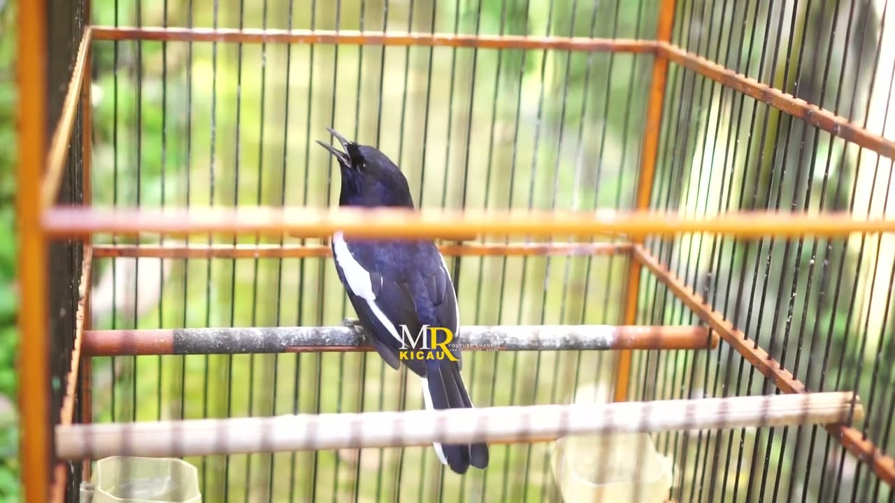 PANCINGAN BURUNG KACER || SOLUSI MENGATASI KACER MACET #kacermania