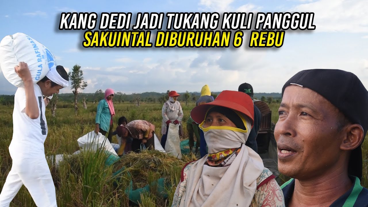 SAAT KANG DEDI JADI KULI PANGGUL DI INDRAMAYU-MIKUL 1 KWINTAL DIBAYAR ENAM RIBU