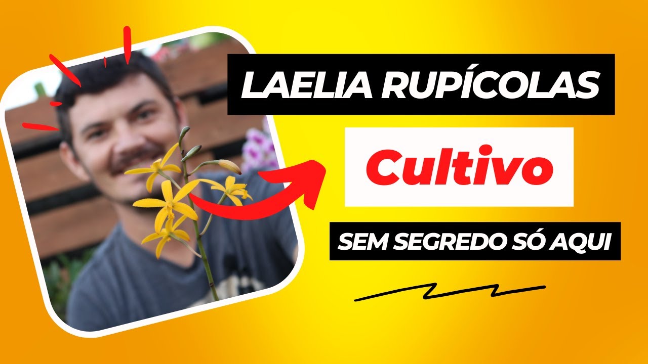 Como CULTIVAR as LAELIA rupícolas / Hoffmannseggella