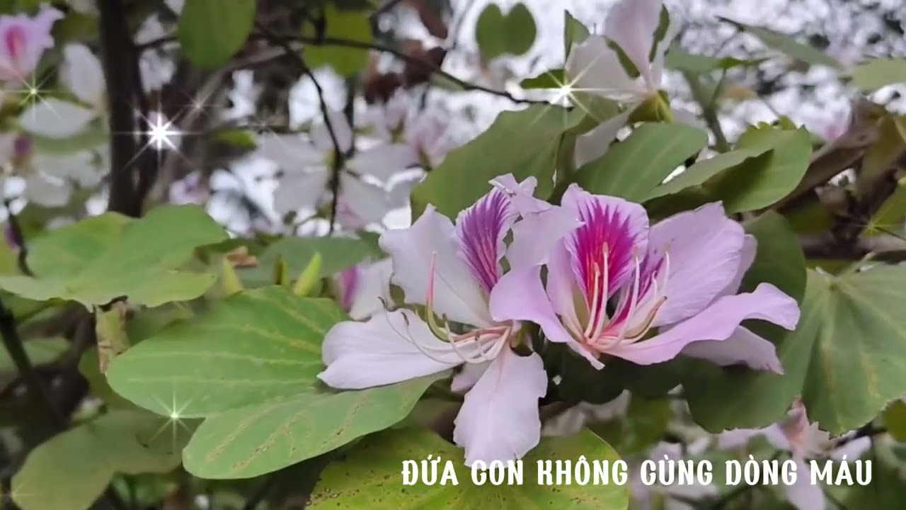 [Truyện Audio] ĐỨA CON KHÔNG CÙNG DÒNG MÁU/ Bản tình ca dang dở