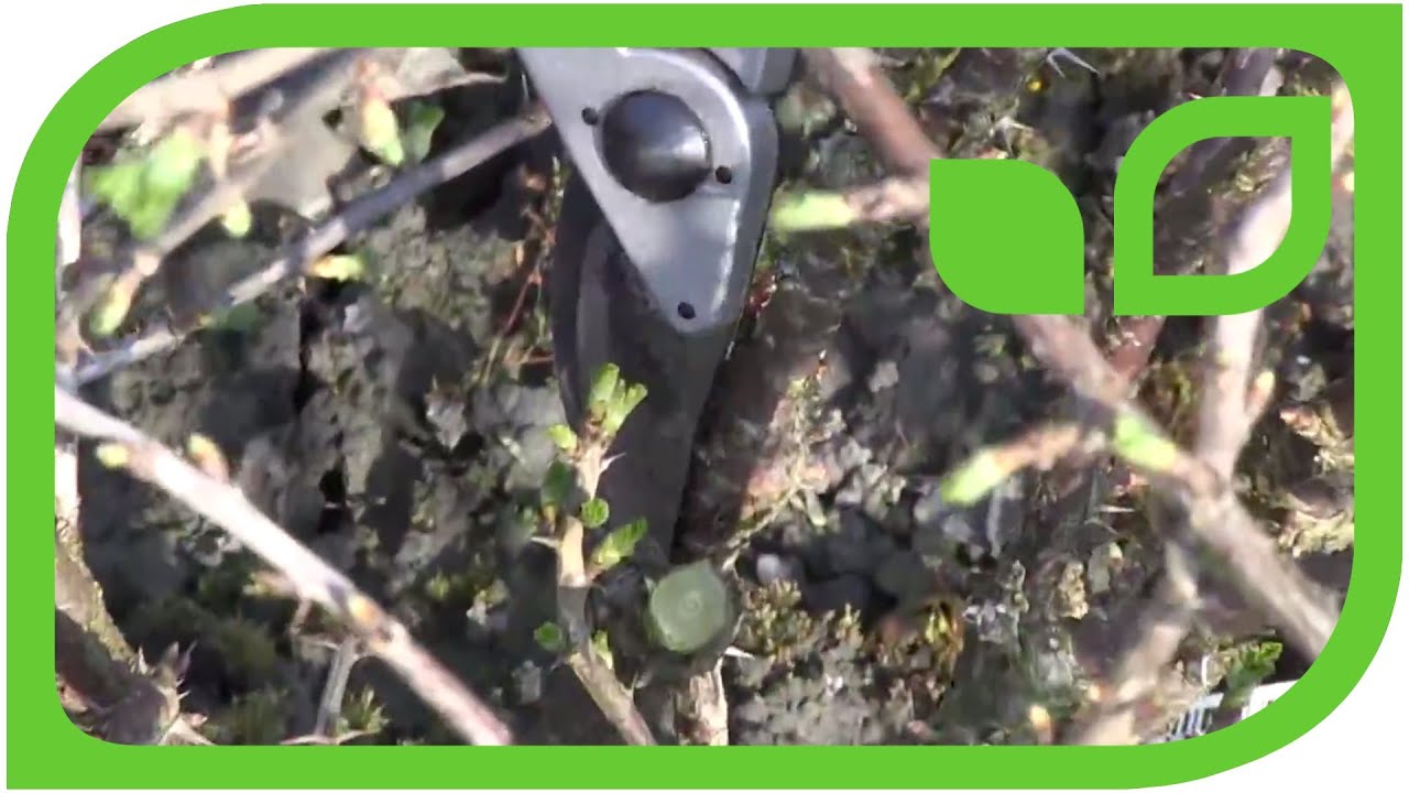 How to prune a gooseberry bush
