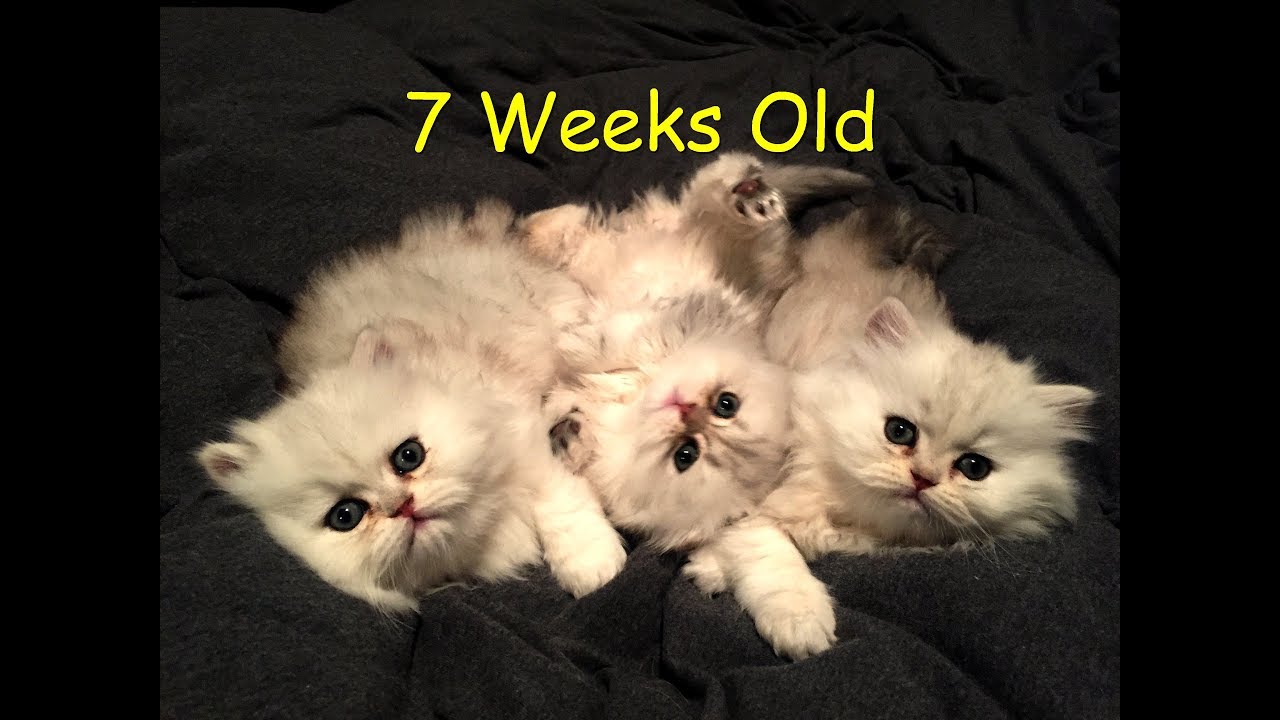 Shaded Silver Persian Kittens 7 Weeks Old - Part II