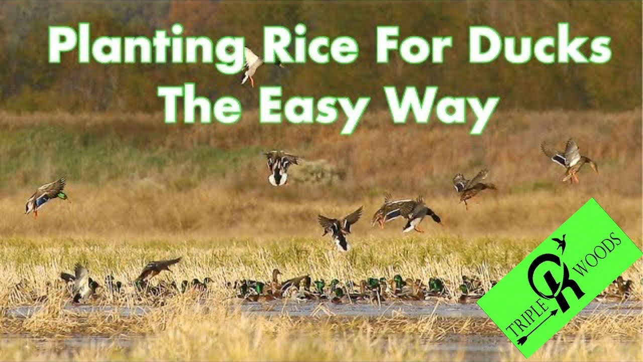 Planting Rice For Waterfowl The Easy Way - No Tractor - Food Plot - #hunting #ducks #waterfowl #rice