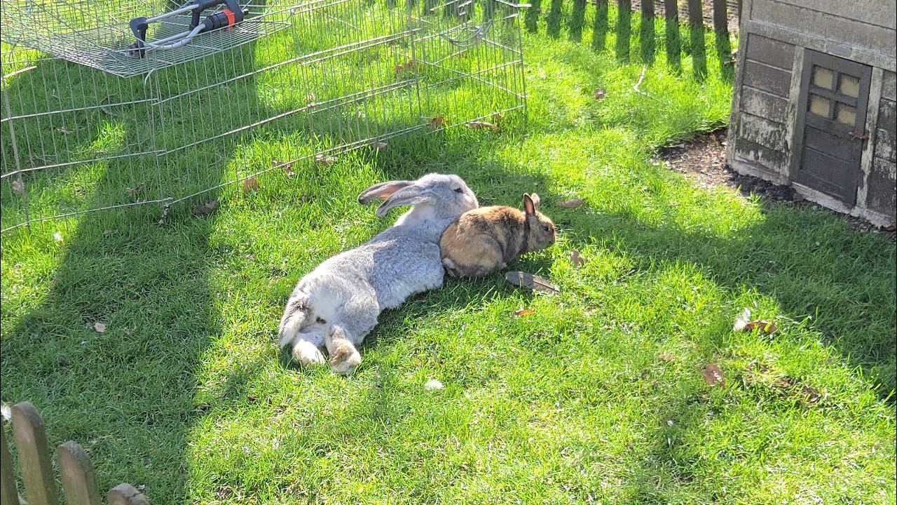Genieten op t gras, en een stiekem kuiken!! (Oh ja, ook nog een leuke nieuwe aanwinst).