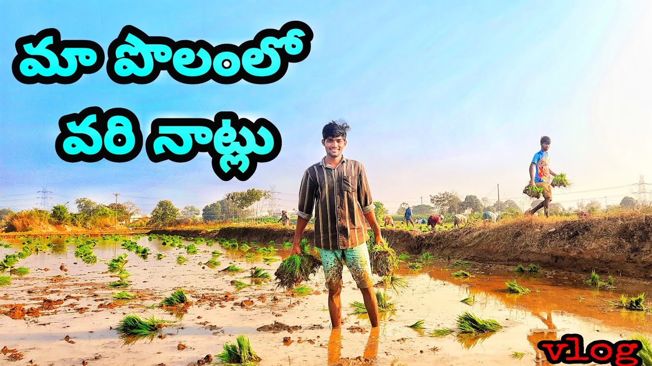 Ma polamlo vari naatlu || farming vlog || madhu entertainment's