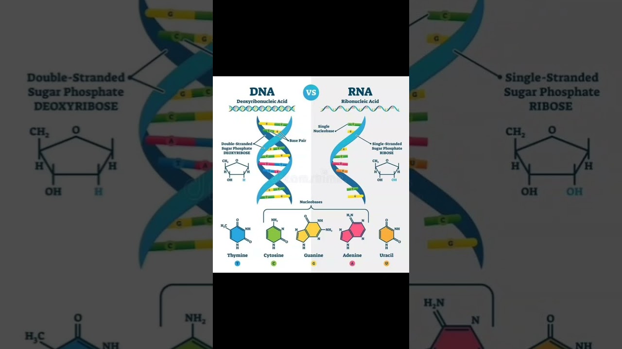 DNA. RNA # most important vedio #