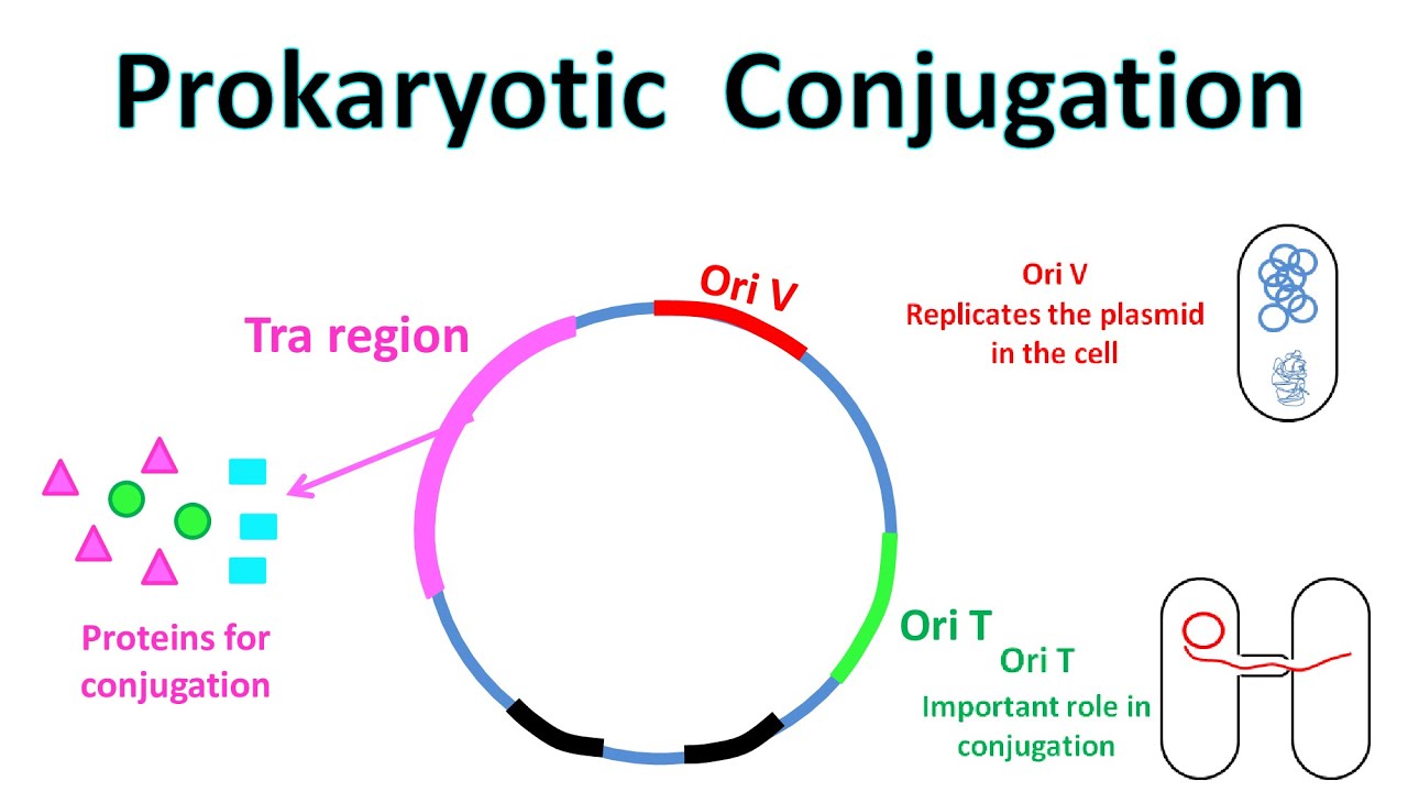 Conjugation in Prokaryotes