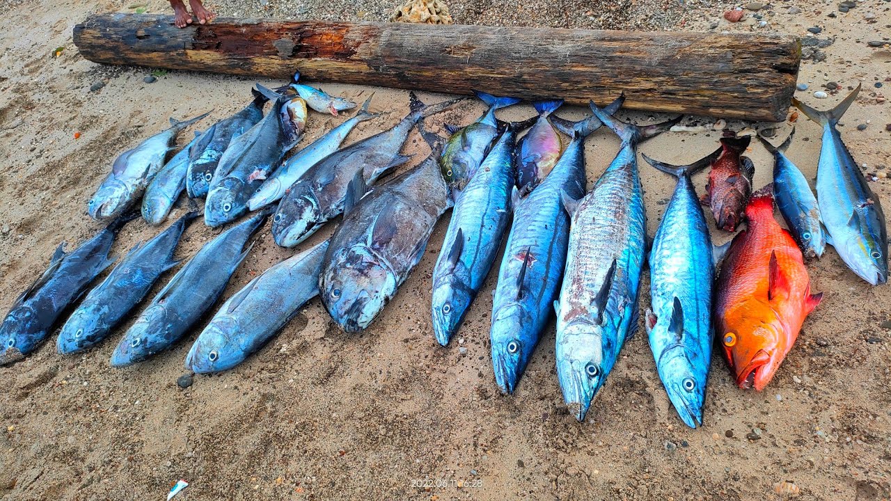 Spearfishing Indonesia - Panen Melimpah Ikan Bubara dan Tenggiri di Pulau Tujuh Maluku