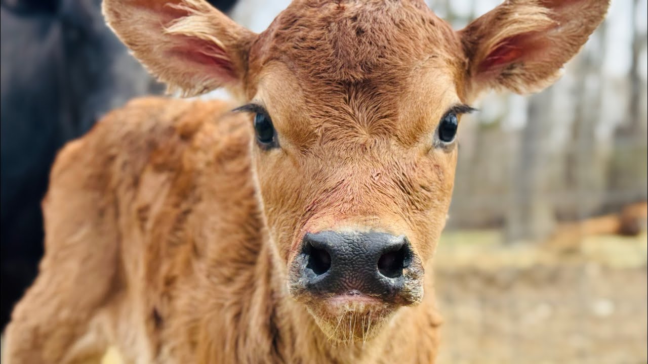 New Beautiful Calf Born on the Farm! Is it a Boy or Girl?! 🥰