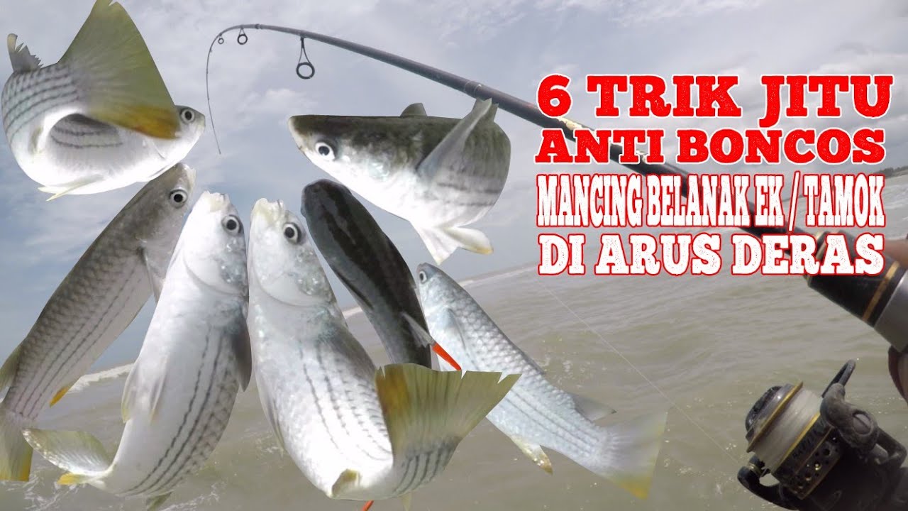 Cara Mudah Mancing Belanak Di Spot Pantai Arus Deras Dapat Banyak Strike // Mullet Fishing