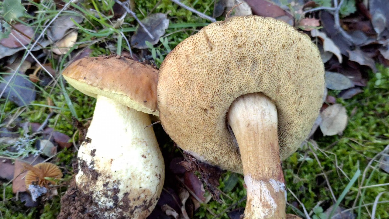 Leccinum lepidum con forma de boletus. Faisan