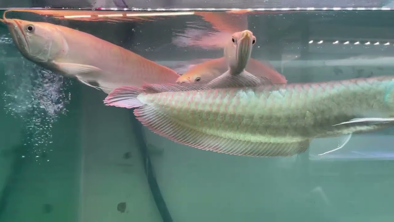 Arwana silver dan silver albino