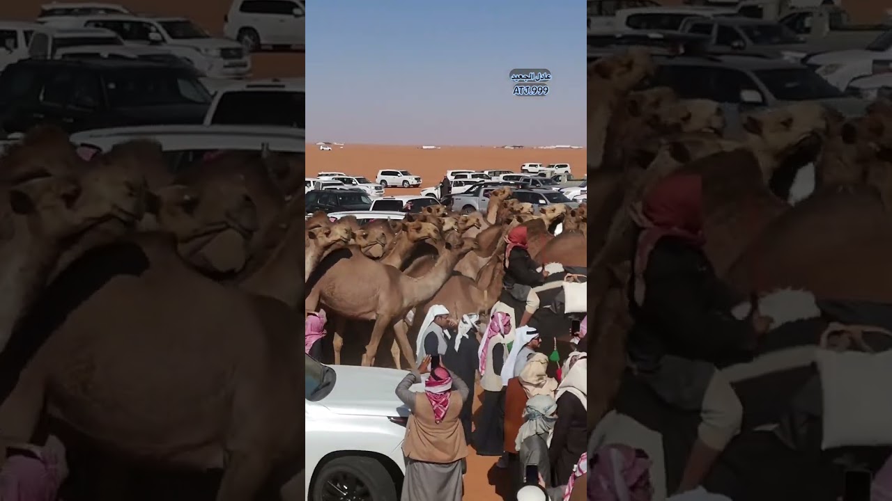 مسيرة مهيوبات الشعل سيف الملك نادي الابل ٩ لمالكها مشعل جدعان الزيادي