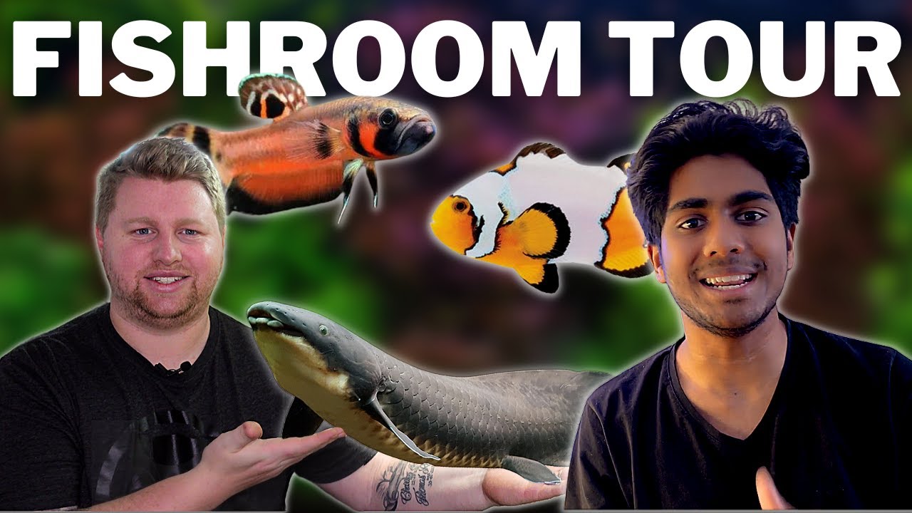 The RAREST Fish I Have Ever Seen! - @Bodgie From Straya  Full Fishroom Tour