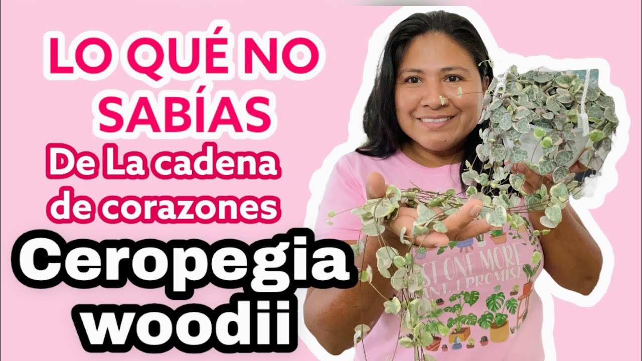 LO QUE NO SABIAS SOBRE LA CEROPEGIA WOODII Cadena de corazones 💕