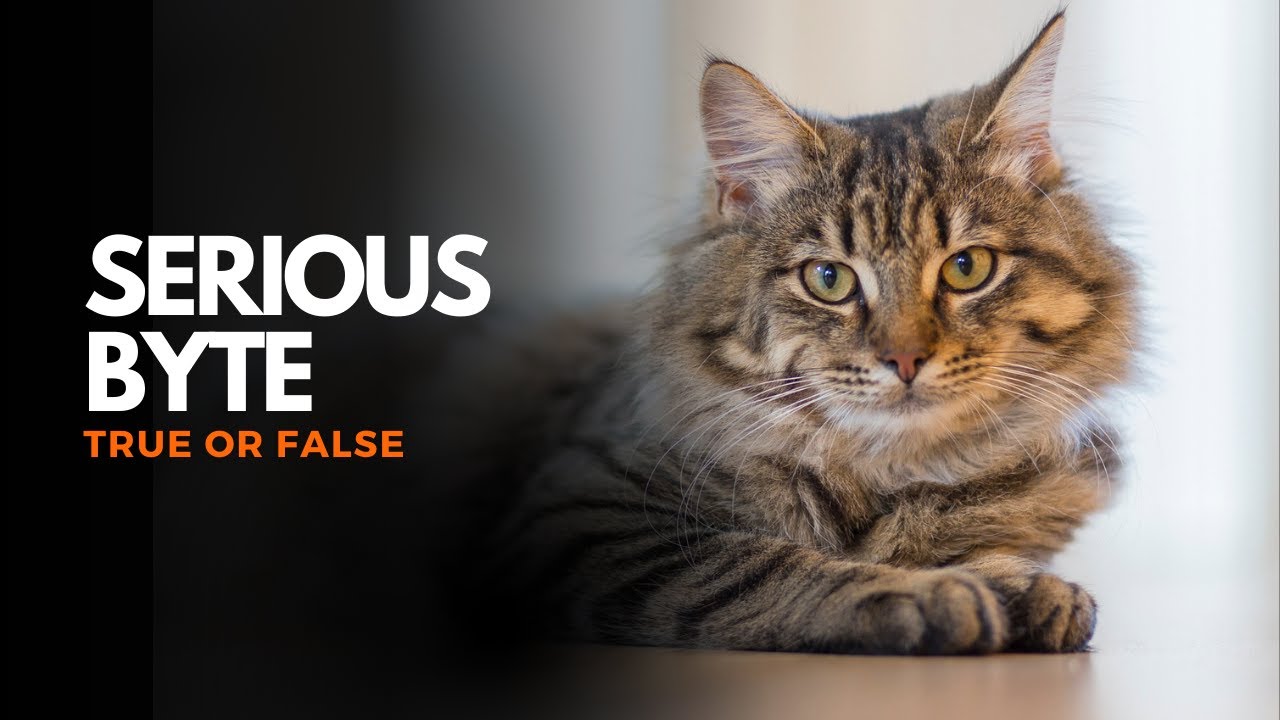 Serious Byte - How does a cat know if it fits inside a box?