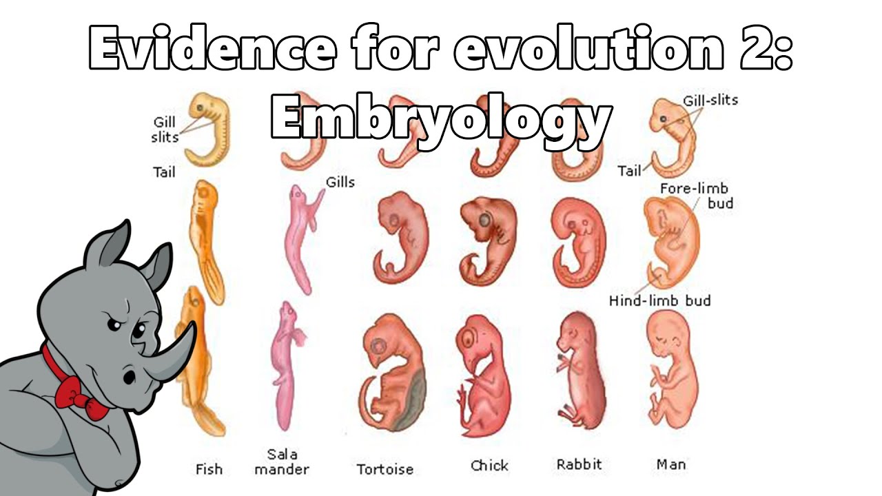Evidence for Evolution - Embryology
