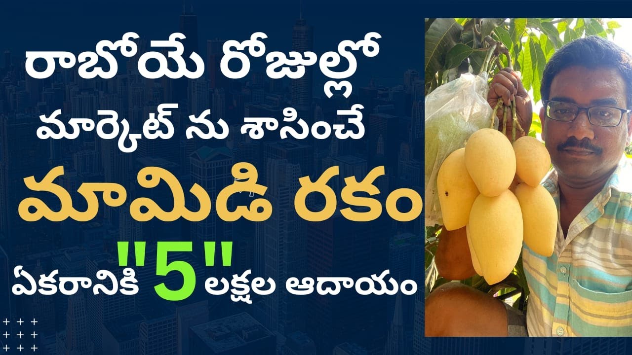 Fruit Paradise:1| రాబోయే రోజుల్లో మార్కెట్ ను శాసించే మామిడి రకం | Nomdocmai Mango | SASYASYAMALAM |