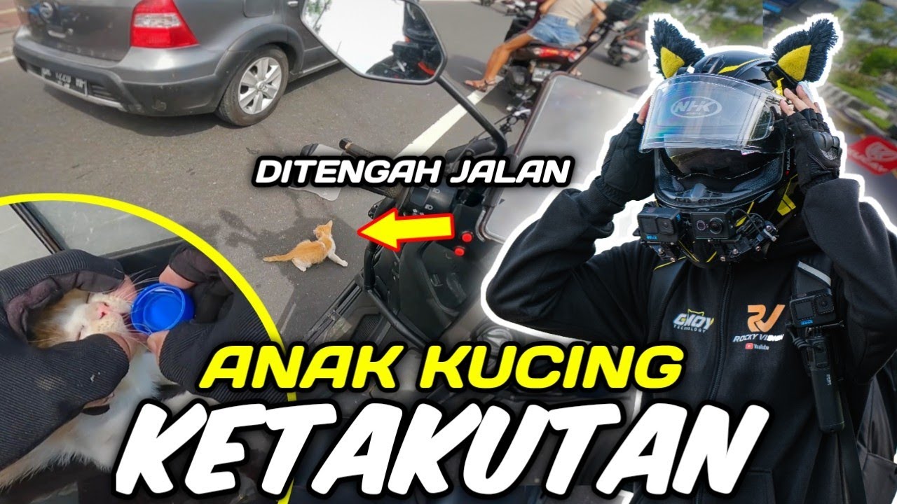 KETAKUTAN KUCING BERADA DI TENGAH JALAN RAYA