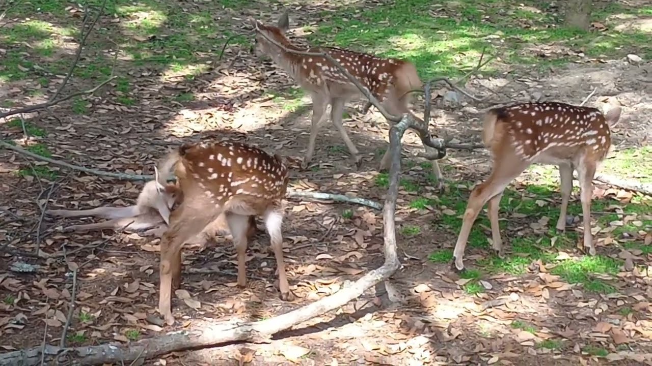 The fawn of Nara Park：Fawn playing with tree branches #14 奈良公園の子鹿さん：木の枝で遊ぶ子鹿さん