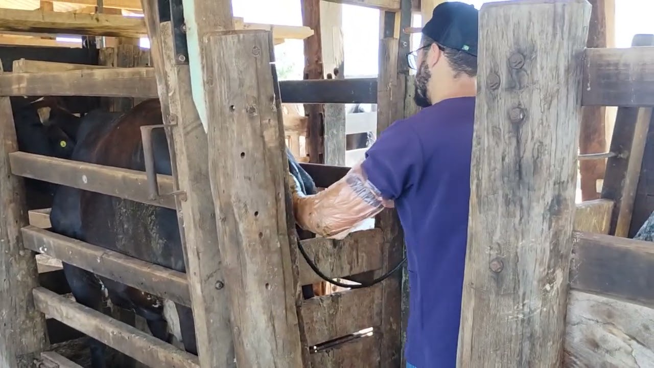 Diagnóstico de gestação 