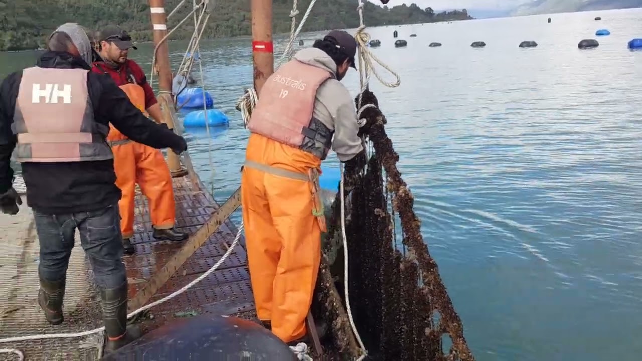 colectores con semilla de chorito. reflotando