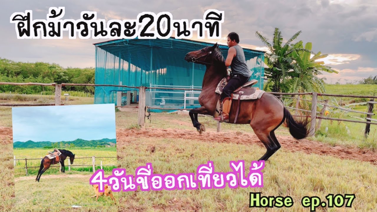 ฝึกม้า สอนม้าให้ยอมรับคนขี่ ทวนความรู้ให้ม้า มัจฉาจอมป่วน Maesot Horse ep.107