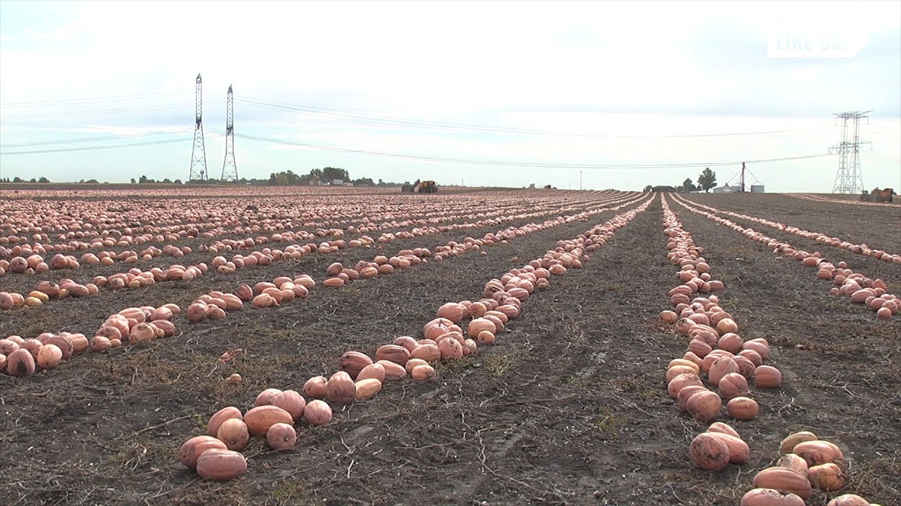 The Pumpkin Capital of the World | Localish