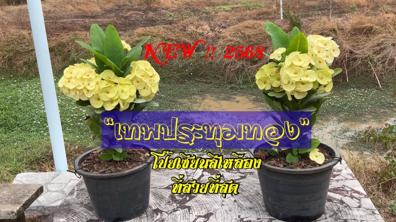 โป๊ยเซียนดอกสีเหลือง “เทพประทุมทอง”