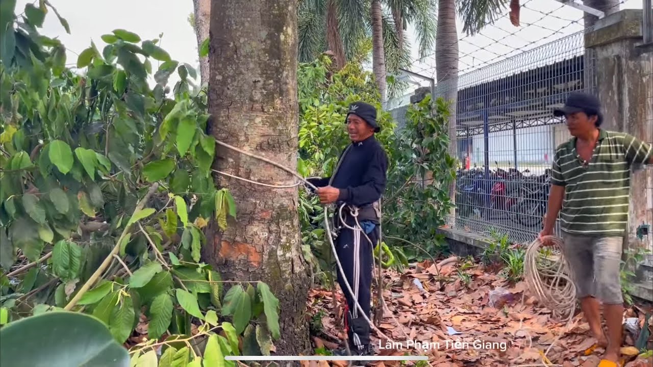 Vua khi miền Tây leo Cưa mé cây Dầu lớn sát hàng rào 