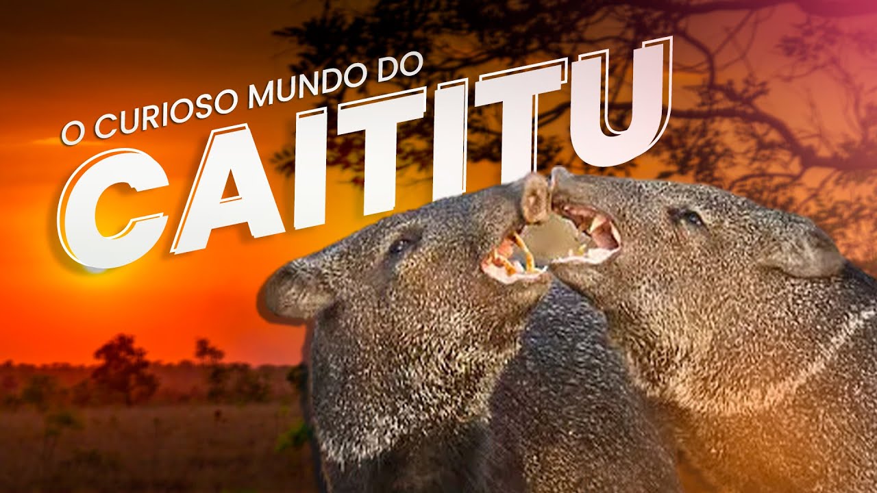 TUDO SOBRE O CAITITU - CATETO
