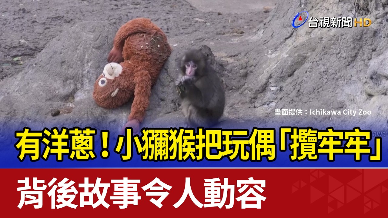 有洋蔥！小獼猴把玩偶「攬牢牢」 背後故事令人動容