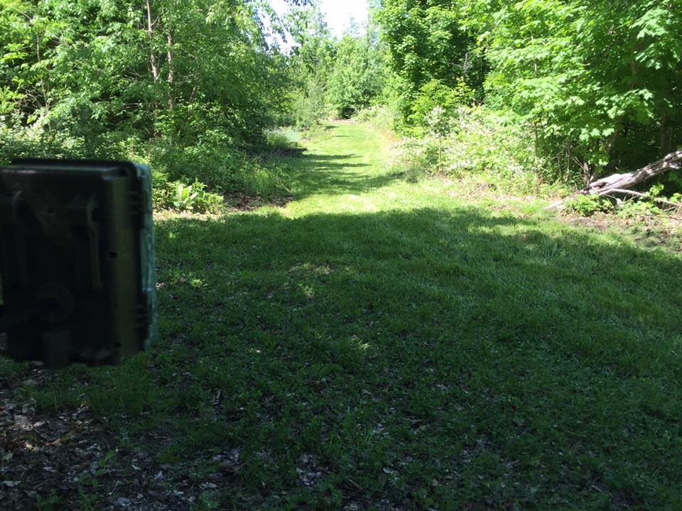 My Favorite Food Plot Design for Attracting Daylight Deer Activity..... Forage Lanes