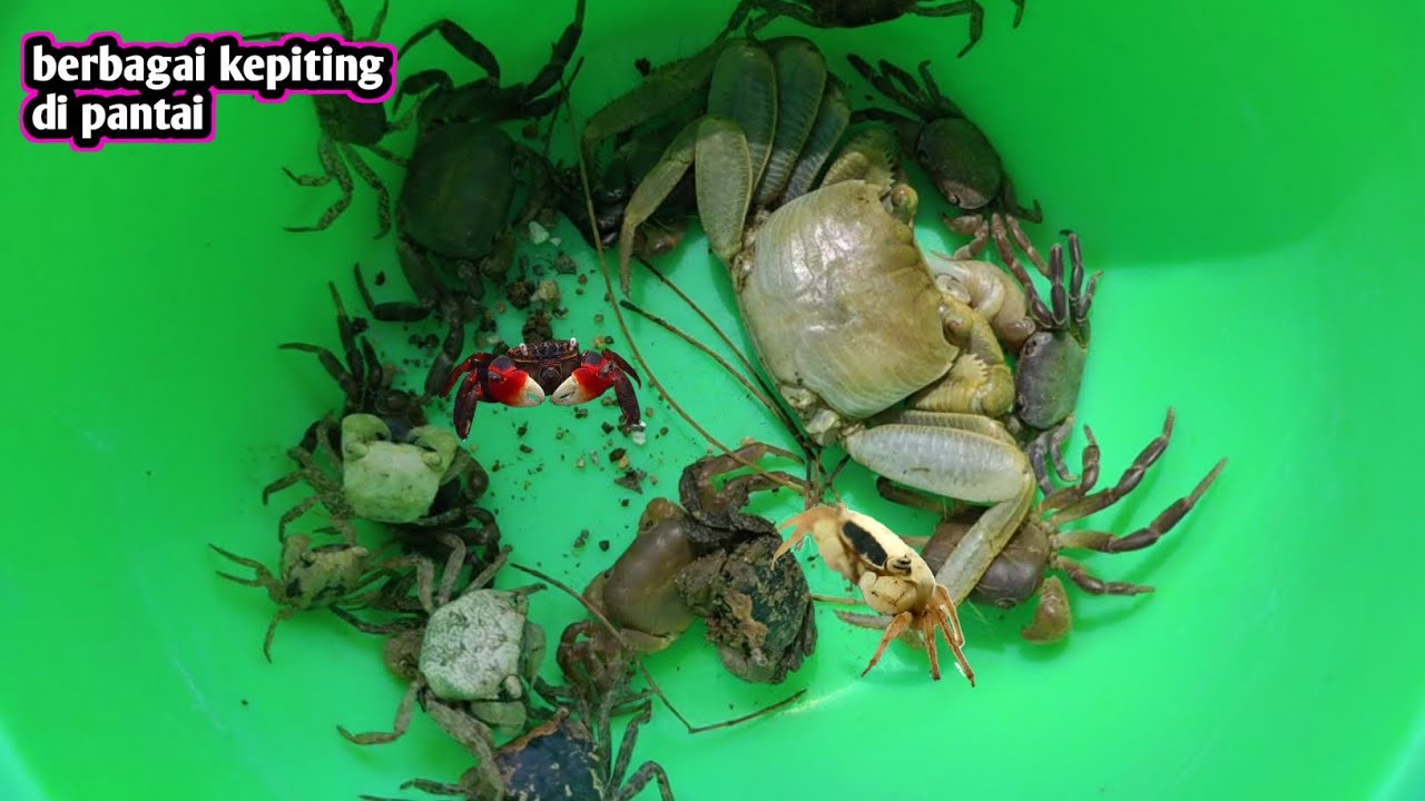 Berburu Berbagai jenis kepiting di pantai