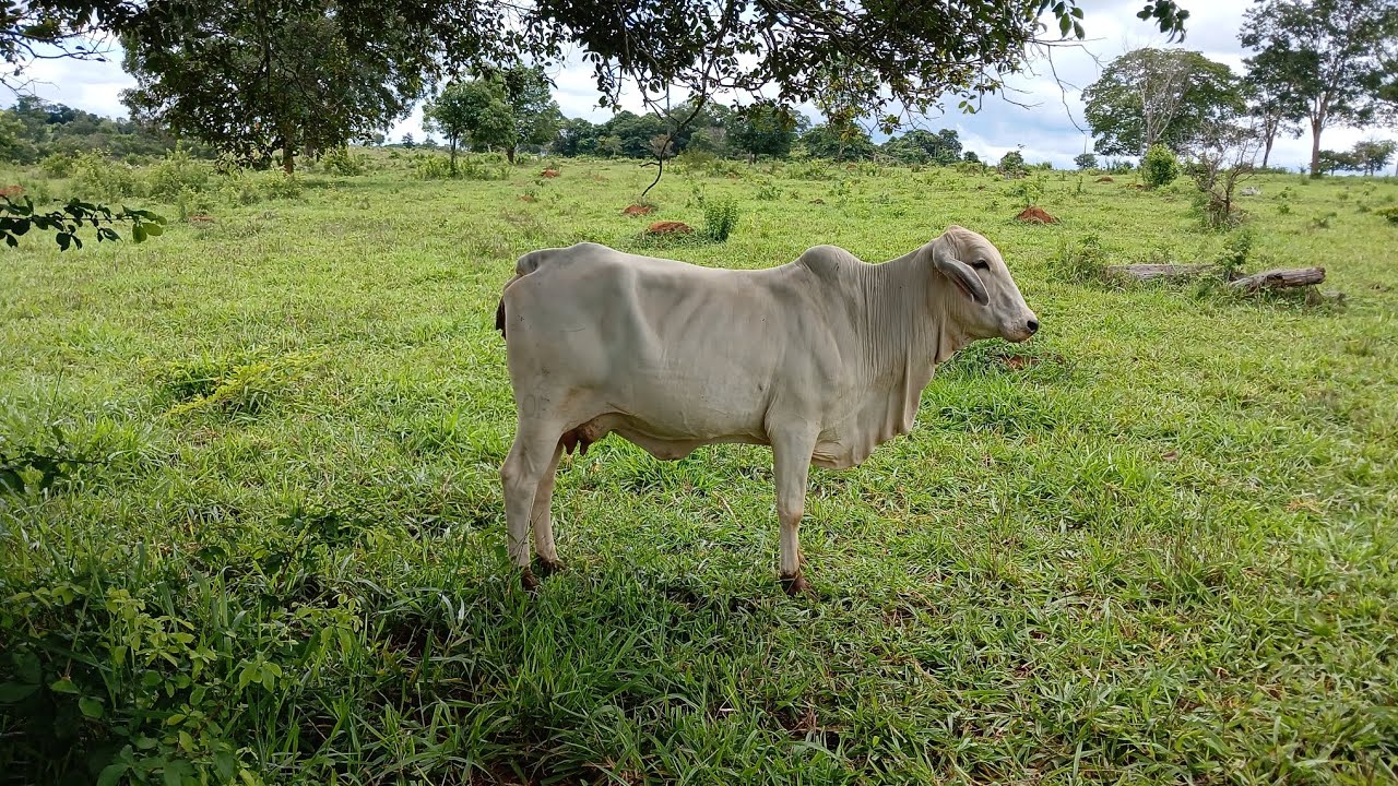 ESSA VACA ESTA PERTO DE PARIR ,LOGO TEM MAIS UM ANIMAUZINHO NO SÍTIO