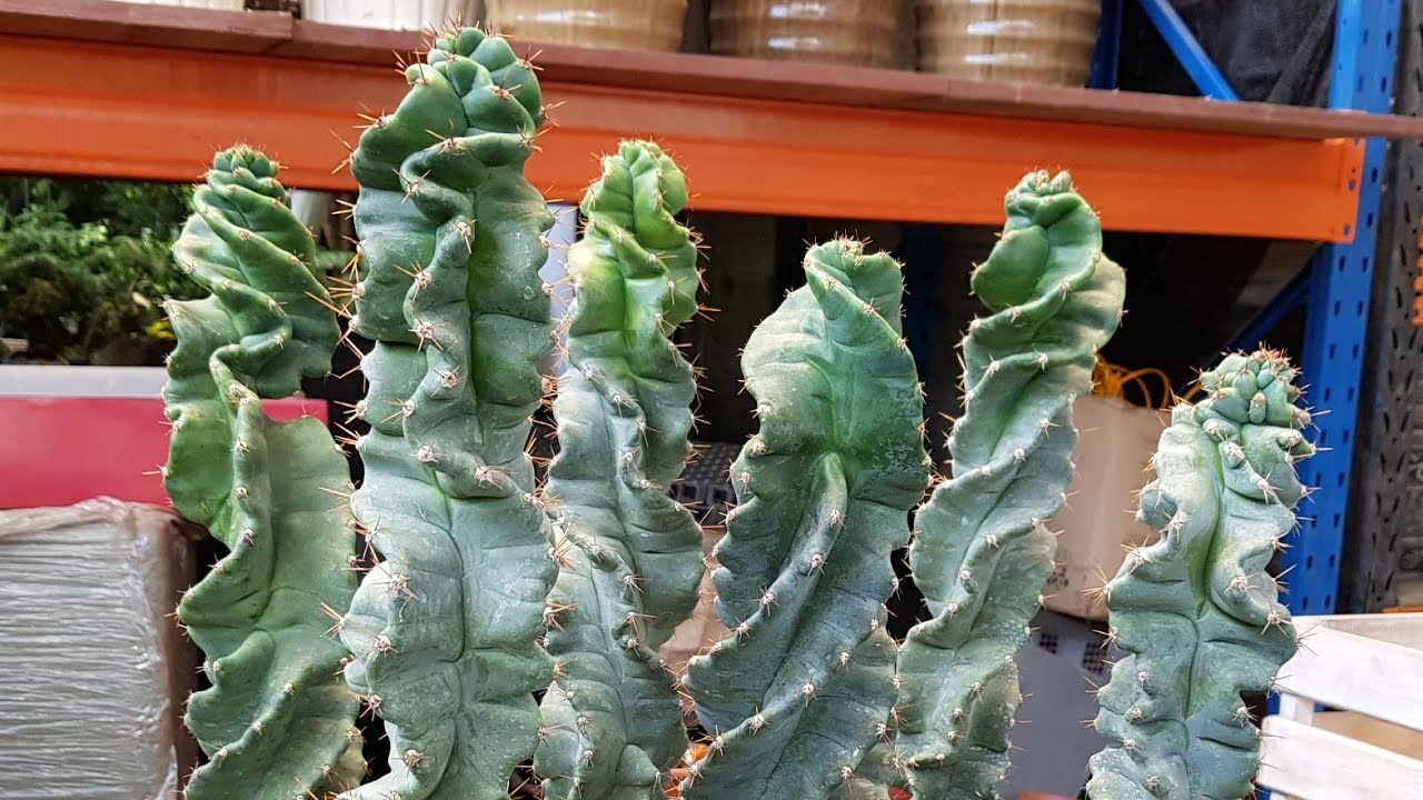 Cereus Forbesii Spiralis - Spiral Cactus